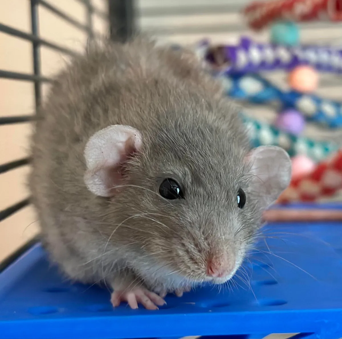 In Loving Memory of President Link 💔