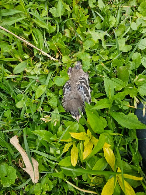 Pollinator garden UPDATE