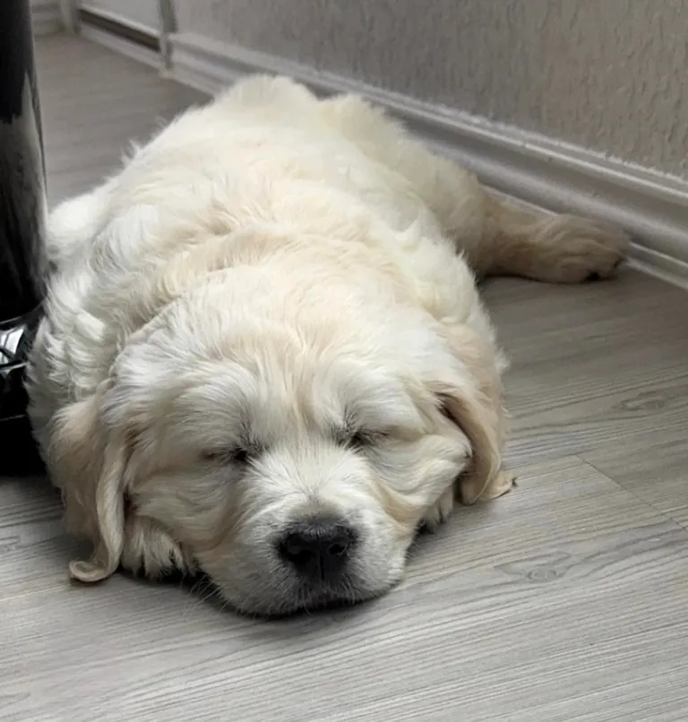 My new family member, Skye!