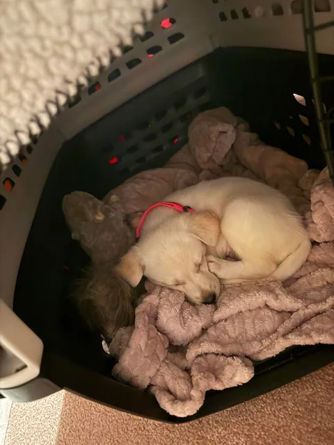 She was a free dog and she acts like it too