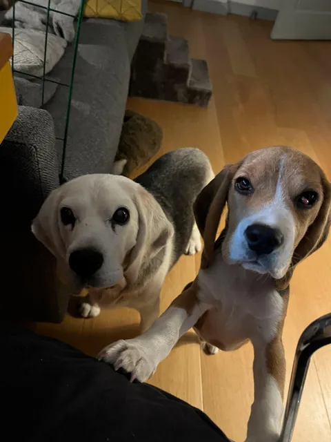 “Sir, we have credible sources that claim that you are having cheese snacks”