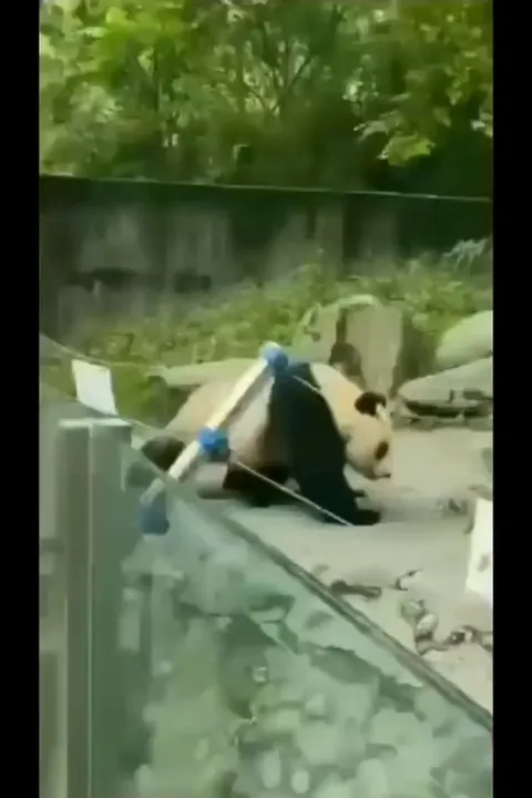 Highly skilled panda warrior