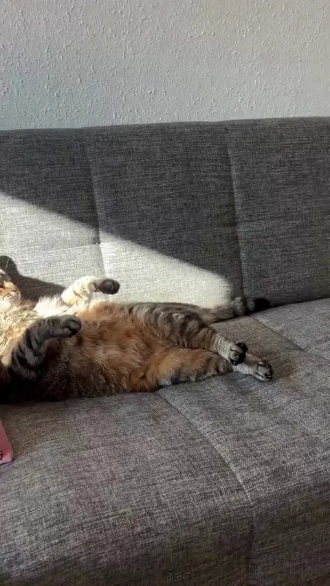 My cat after a long day of judging me