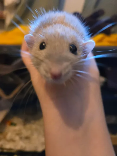 Doby is 2 years old today!!!!