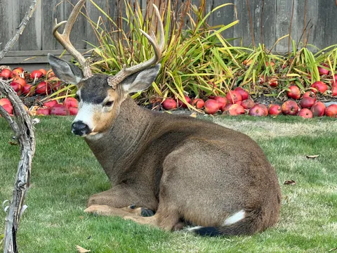 Got five yard deer eating apples today. New buck from last time