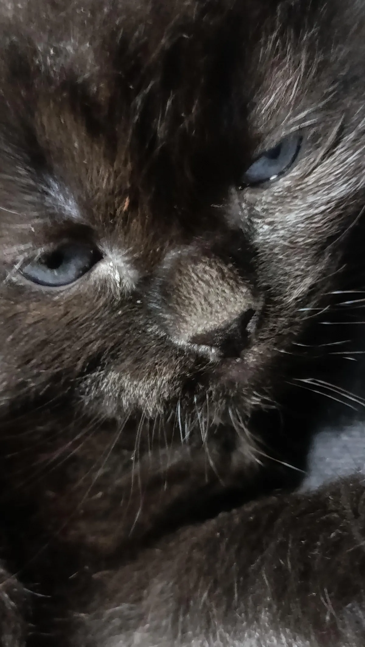 Hiii adopting this little burnt nugget, name suggestions pls!! It's a girl &lt;3