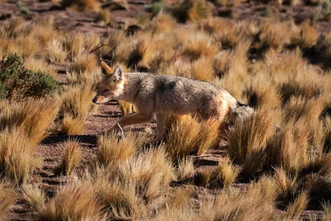 5 days in the Atacama desert - Chile