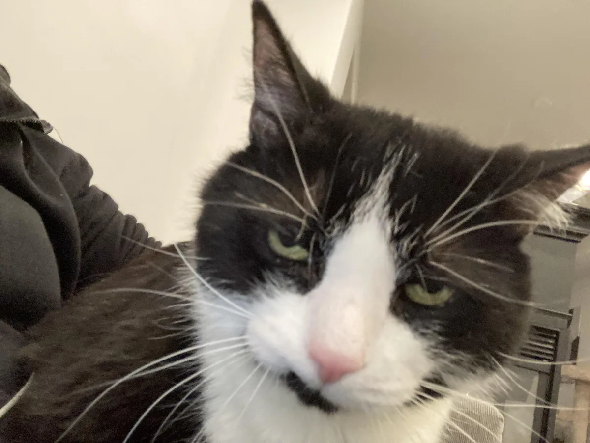 This was the look my cat gave me while I was venting about my day. 😂