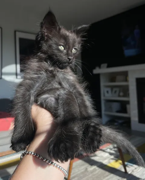 Adopted a black kitten. His paws are bigger than his head.