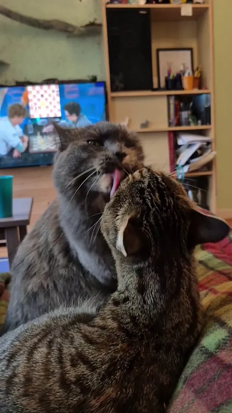 They are always grooming eachother, especially when we try to watch tv 😂