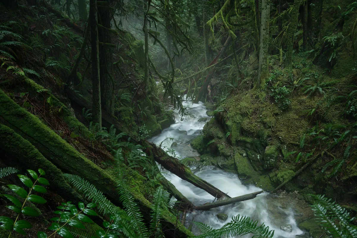 Moody day in the rainforest. West Vancouver, BC [OC] [1920x1278]