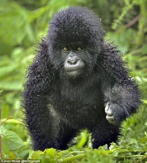 🔥 Curly hair of a wet gorilla