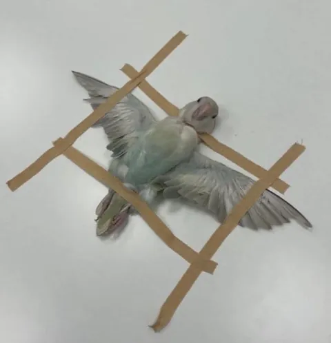 Some of my favorite images of animals getting CT scans