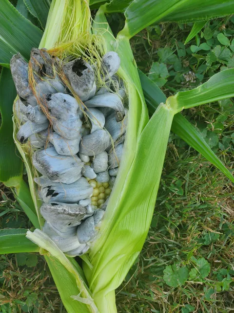 Why did my corn do this? 😭