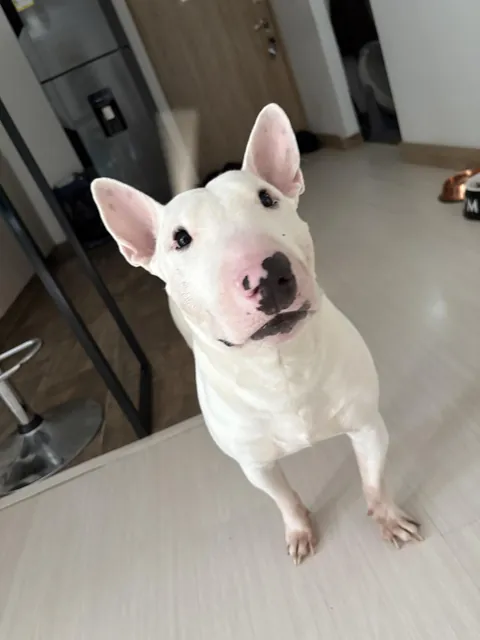 I told him we ran out of treats… now he’s reconsidering our whole friendship 😭😂