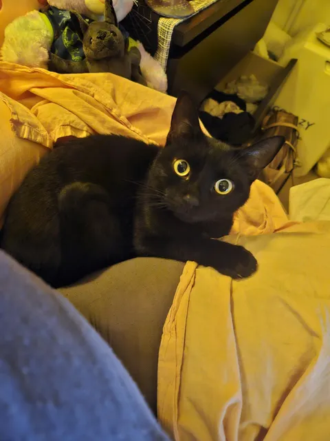 This is Venus, she enjoys staring into our souls 🖤🩶