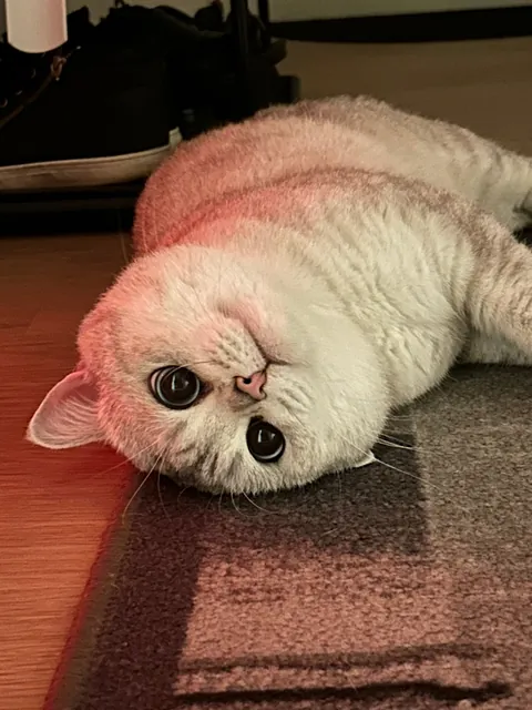 This is how he asks for attention