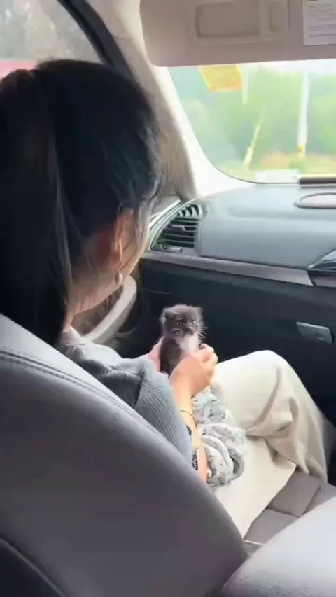 fluffy cluster of lint going to a new home