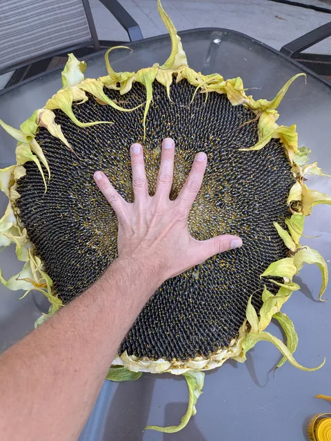 I cut off my mammoth sunflower head today. I think it was as big as it was going to get.