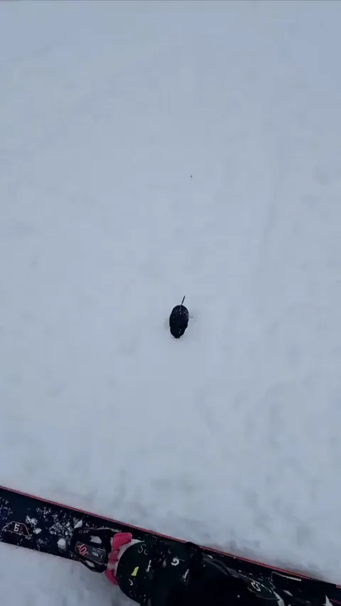 🔥 An inquisitive little vole checking out a skier’s boots