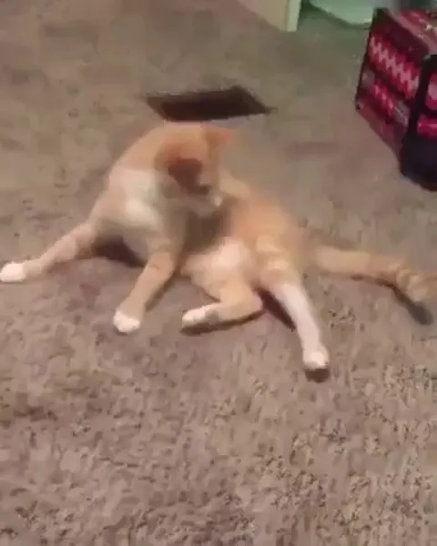 Not only does he sit on his tail, he then puts both front paws on it. This can only end badly.