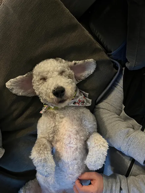 My wife is an ER nurse. If kids need an IV, she shows photos of our pup to calm them down. The 1st is their favorite