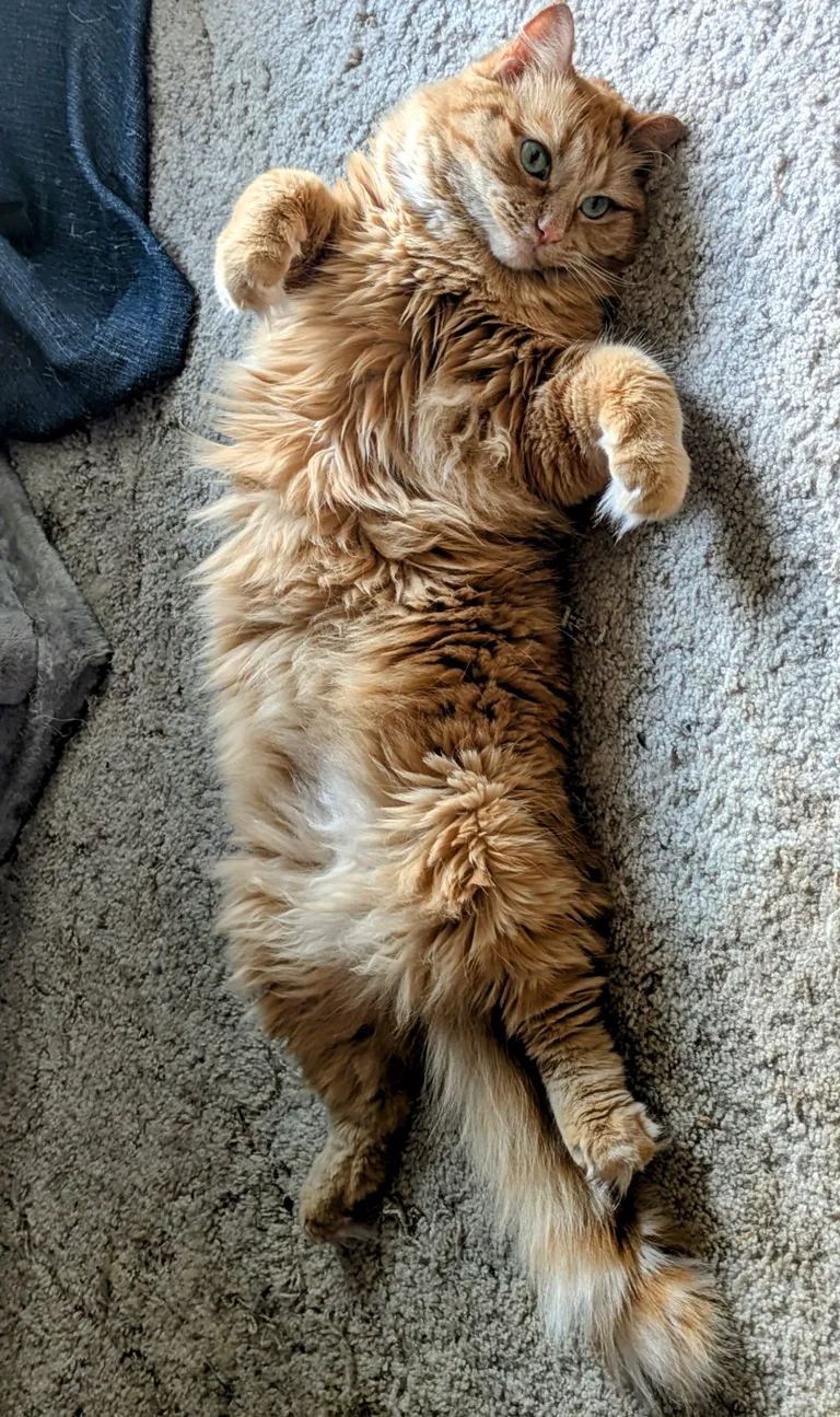 My sweet girl cooling off in front of the AC.
