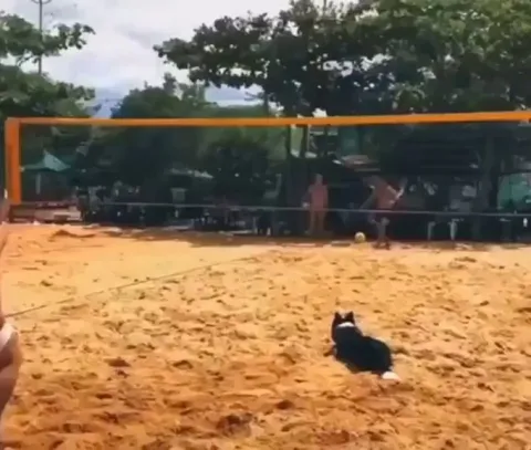 Dog realises when the point has been won and celebrates