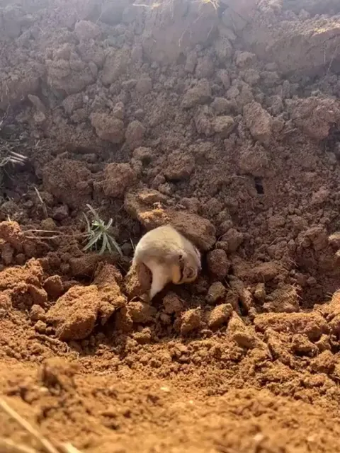 damage = 0%
cute = 100 %