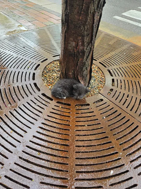 The cat distribution system found me today.