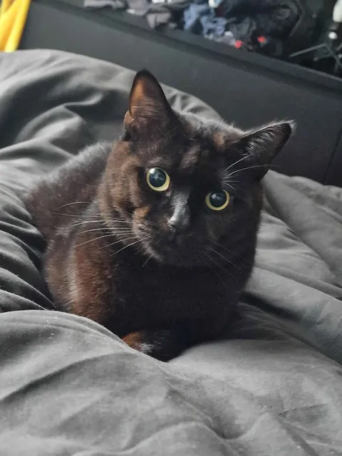 Yesterday he stole me arm, this morning he stole my legs