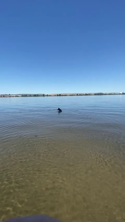My Dog vs. The Water – No Winner Yet