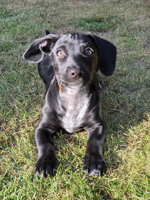 Rare black flupper pupper with ears that do what they want