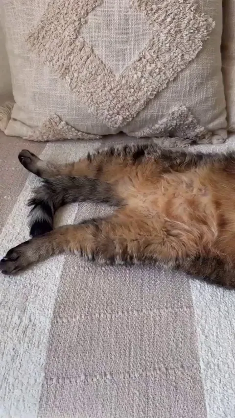 Living that Sunday life - zero stress, full fluff.