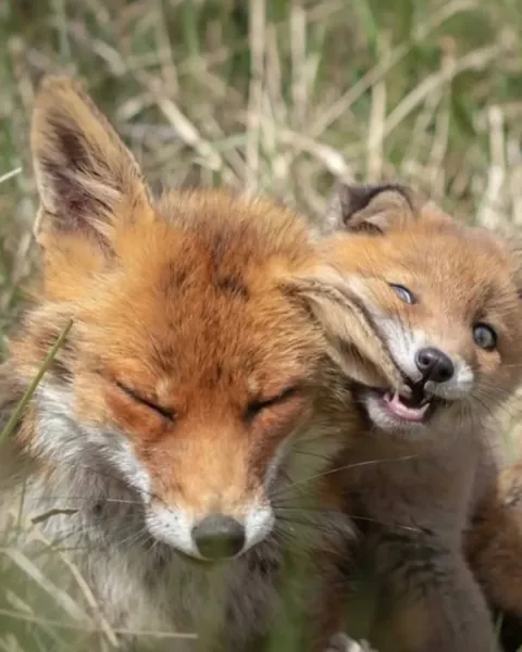 Nothing in nature is stronger than a mother