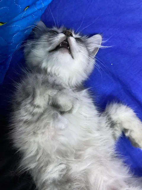 My brother’s cat sleeps with his mouth open