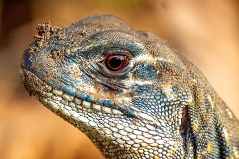 Some Thai wildlife shots from over the last year