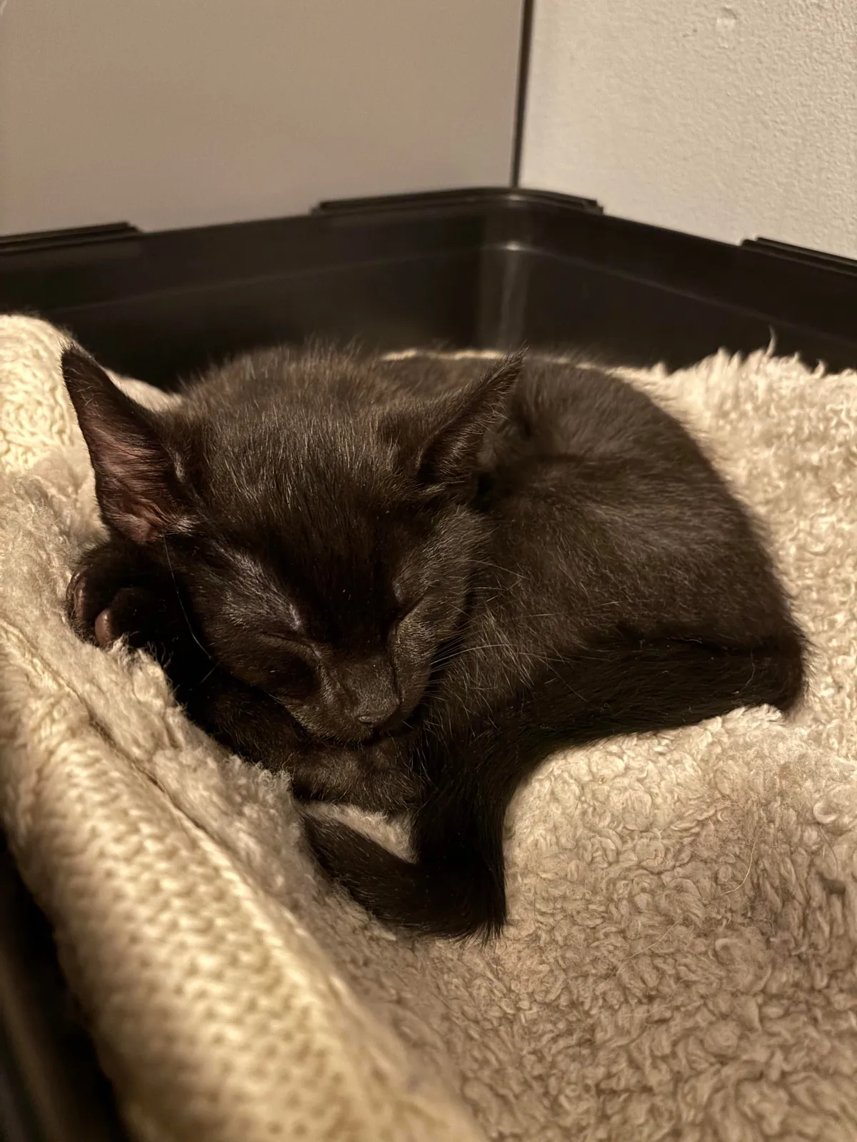 ”One void please! Could you do extra beans?”