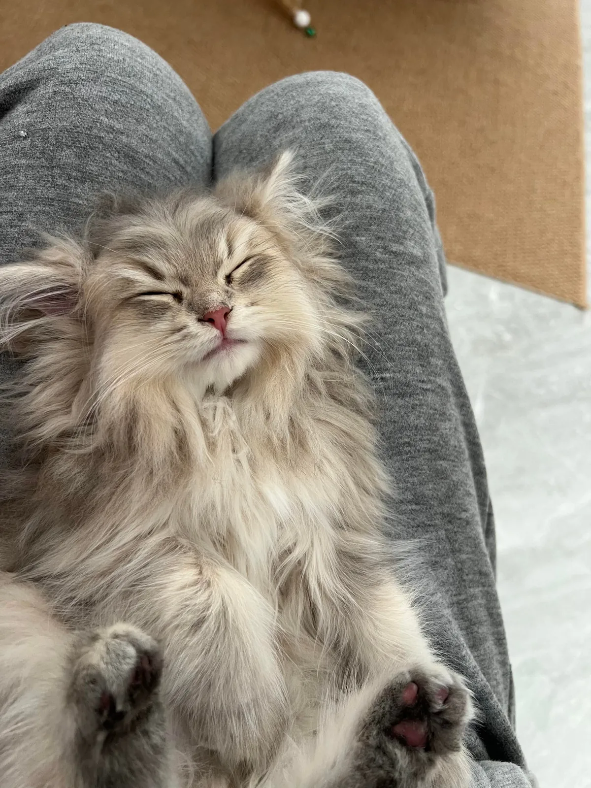 My little fluff just fell asleep on my lap like this💤She looks just like an old grandpa with a fluffy beard