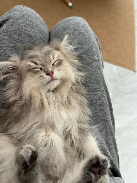 My little fluff just fell asleep on my lap like this💤She looks just like an old grandpa with a fluffy beard