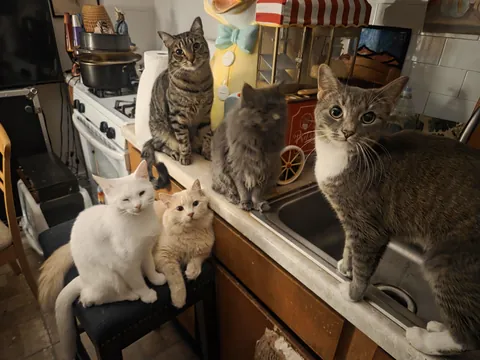My 5 cats trying to convince me they are starving to death