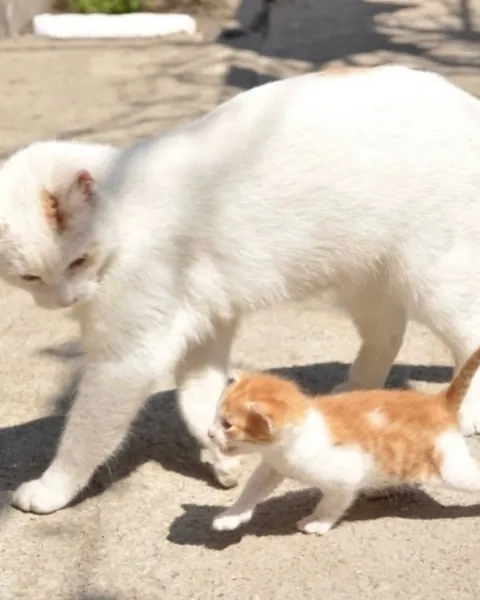 Nothing in nature is stronger than a mother