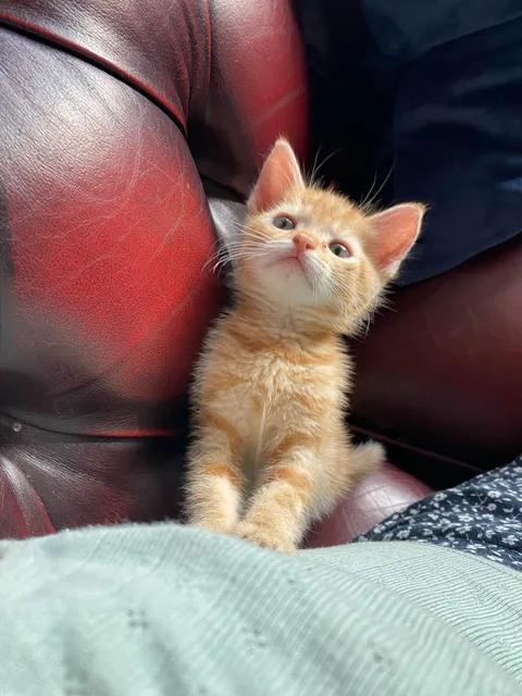 His name is Rocket and he loves you!