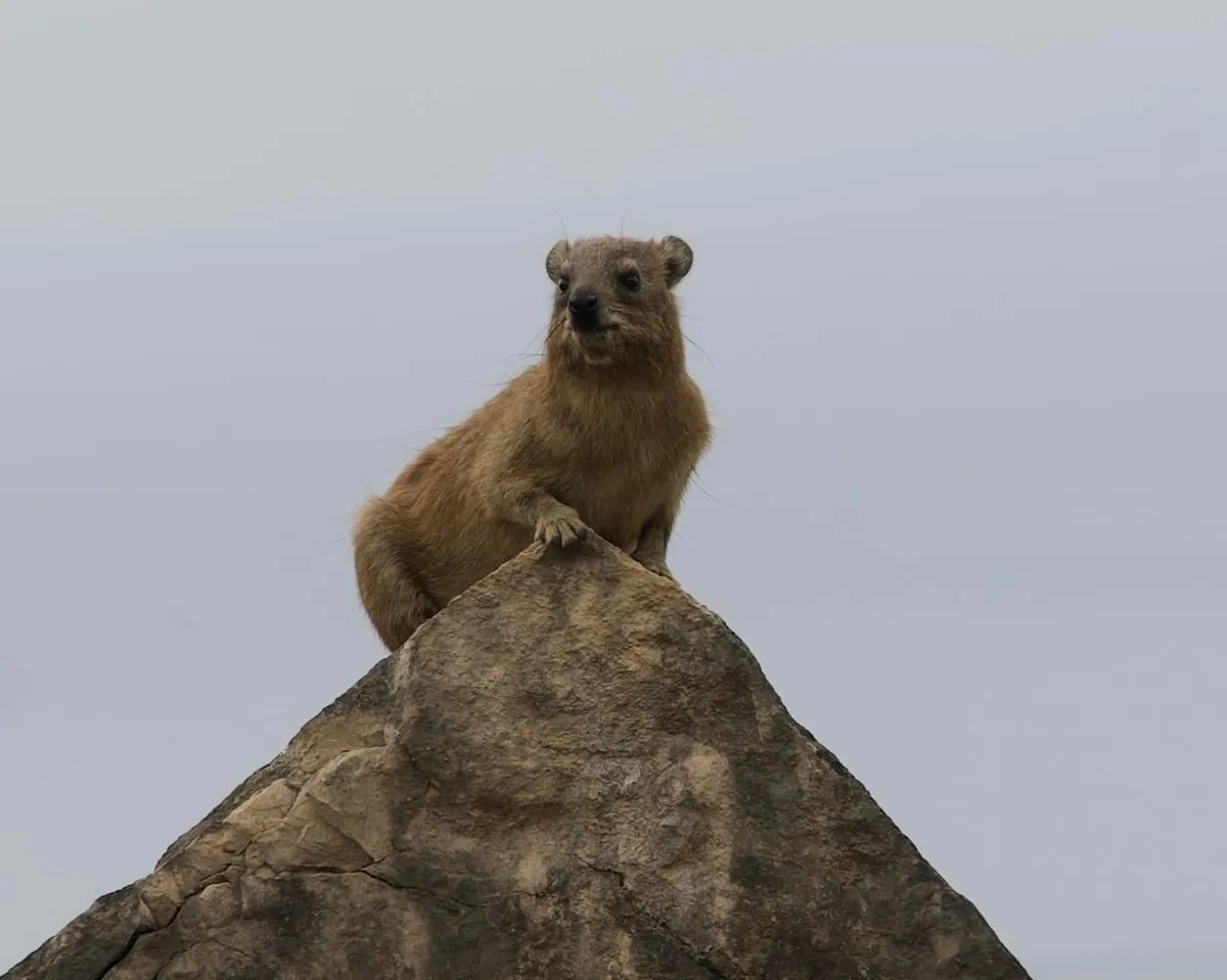 On a 3 week trip around Oman and spent a few days exploring the Dhofar Mountains around Salalah. This has quickly become my new favorite country in the world!