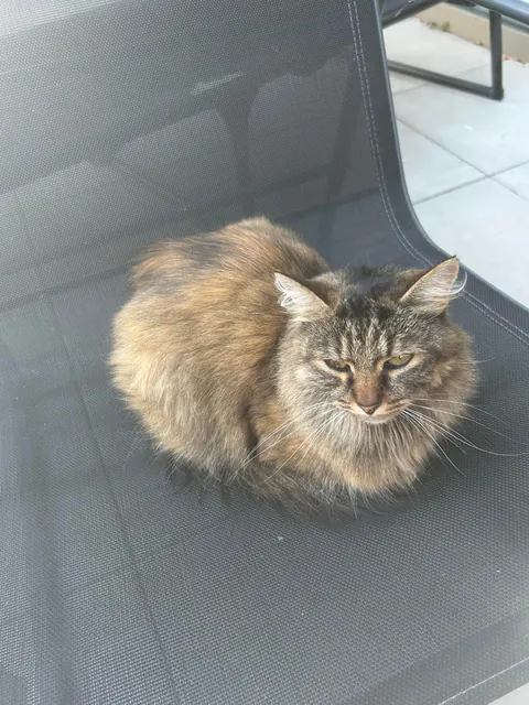 cat magically appeared