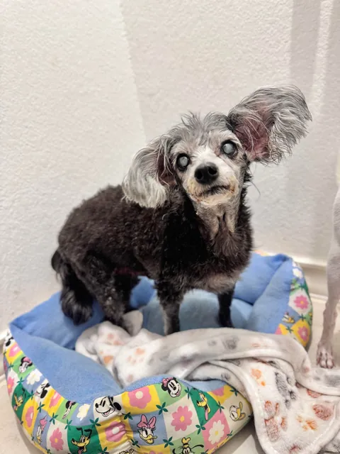 New foster Gnocchi would love to hear your best joke.