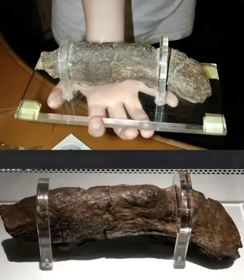 Worlds largest known Human Coprolite (fossilized poop), left by a Viking and measuring 20cm (8in)