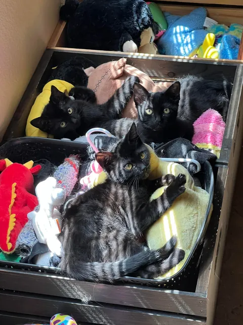 It’s hard being a single father 🖤