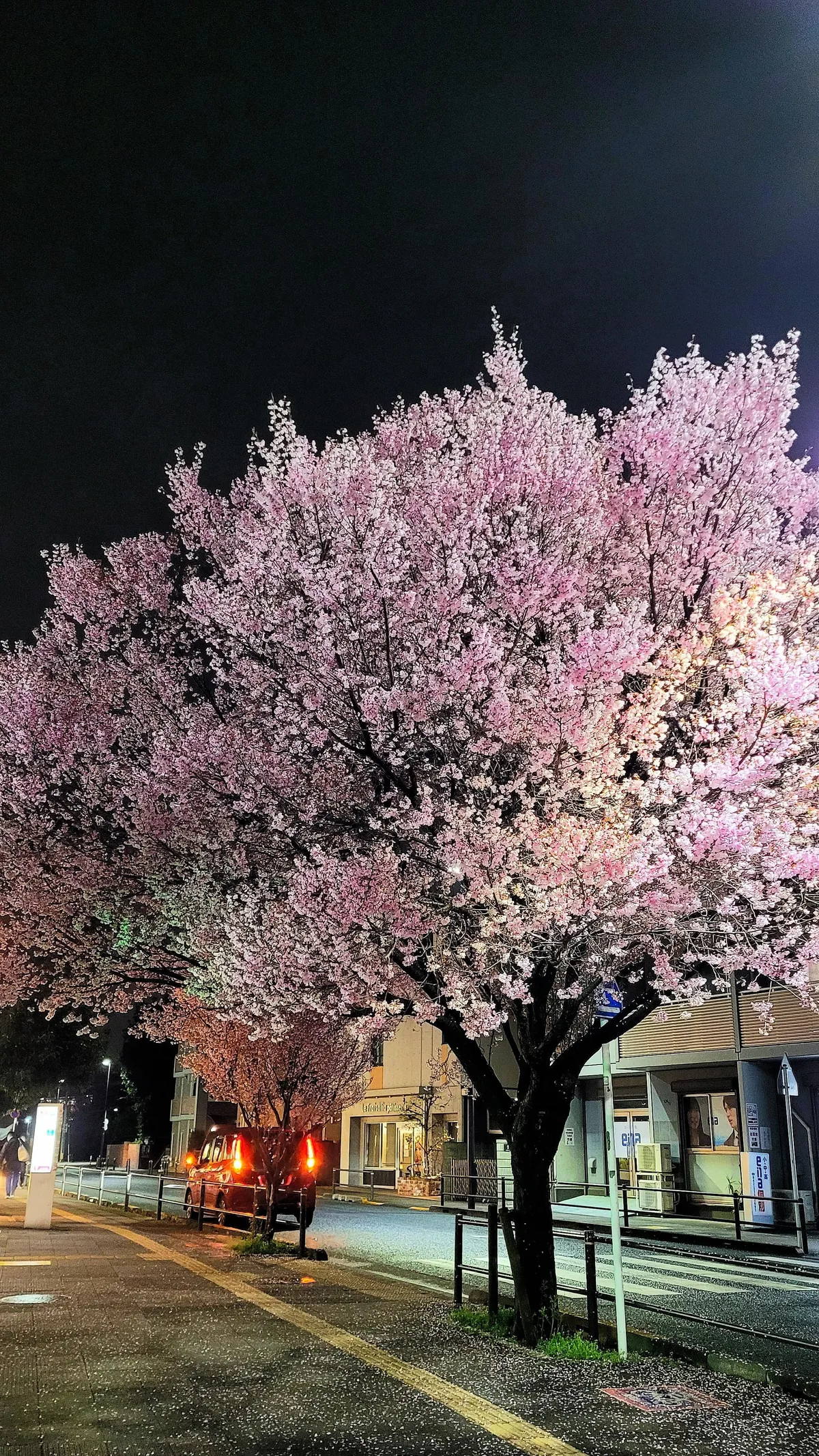 Tokyo under cherry blossoms, Mar/Apr 2025