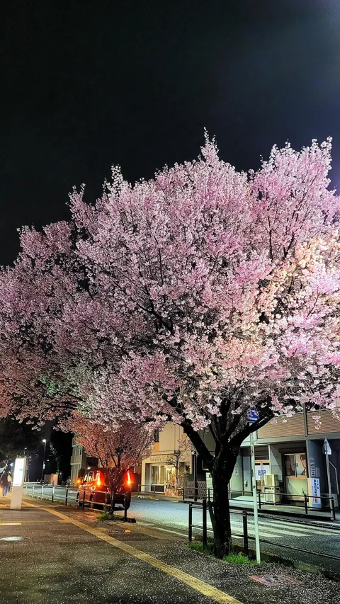 Tokyo under cherry blossoms, Mar/Apr 2025